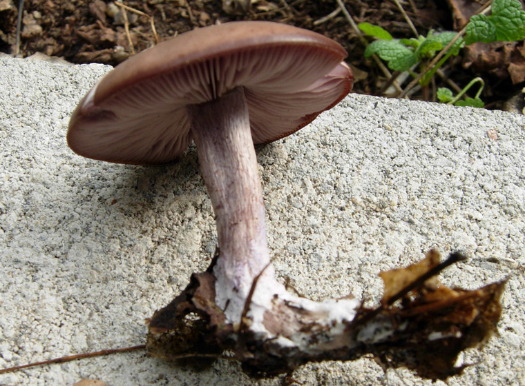 Funghi dal mio giardino (Phellinus punctatus)